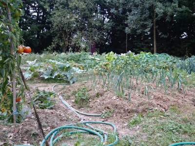 Diversité des légumes Diversité des légumes