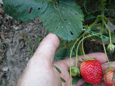 Production diversifiée de fruits et légumes Production diversifiée de fruits et légumes